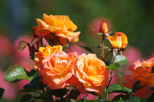 生田緑地ばら苑の秋薔薇