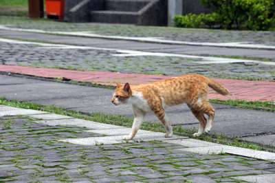 横切る猫