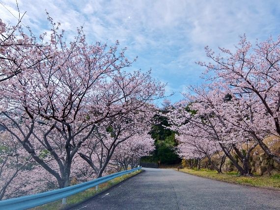 さくら　桜 満開 cherry tree blossom Blooming
