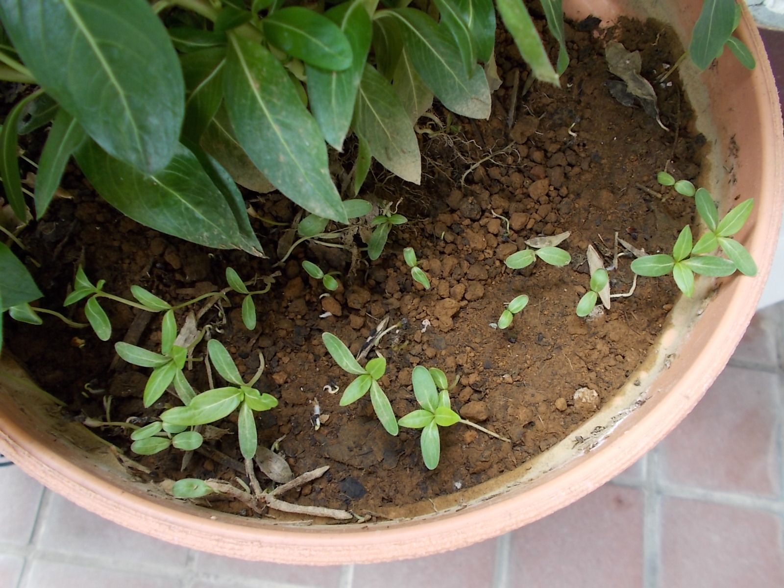 ニチニチソウ 夏みかん のこぼれ種から発芽 バラを咲かせることが好き 楽天ブログ