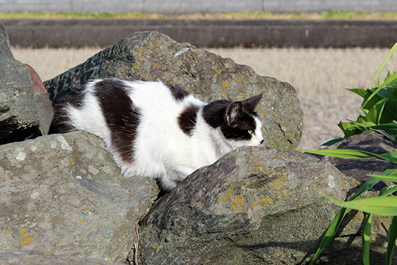 我が家のニャンコ♪2014/04/25-3