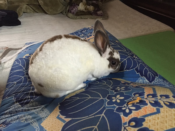 20151011 布団を舐めるうさぎ♪