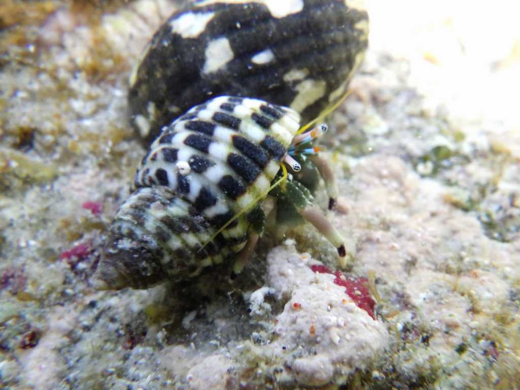 串本磯採集2023年7月下旬43　ツマジロサンゴヤドカリ（Calcinus latens）
