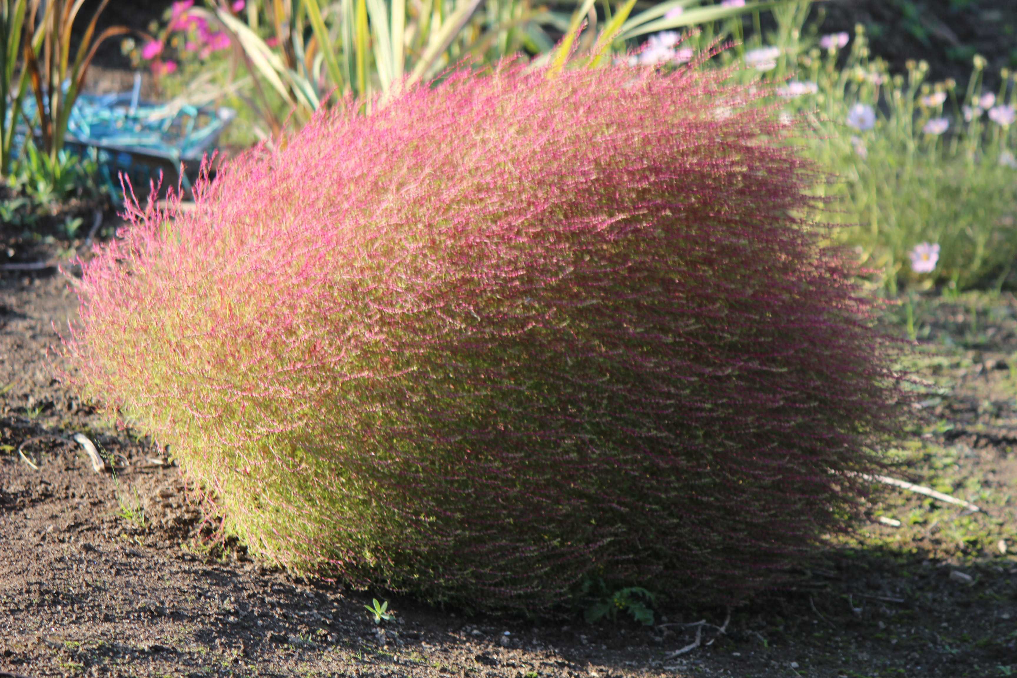 植物 の記事一覧 つれづれ日記 楽天ブログ