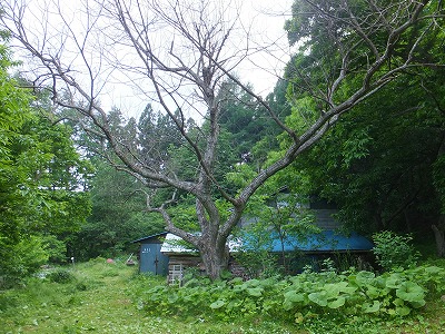 DSCF2174.jpg