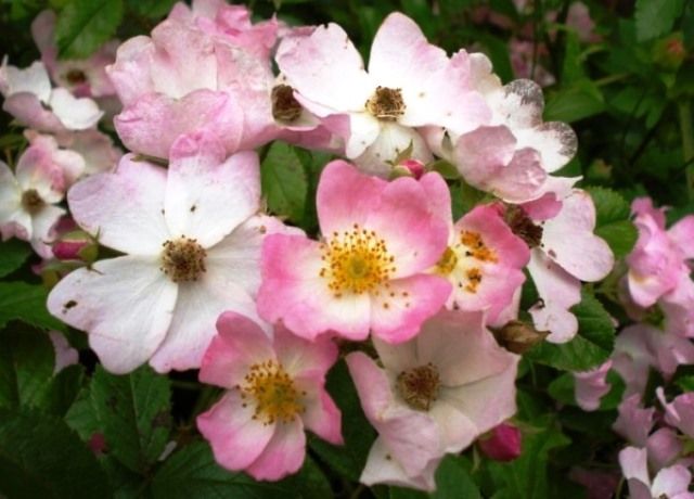 サクラバラの花 花と蕎麦とリハビリと 楽天ブログ