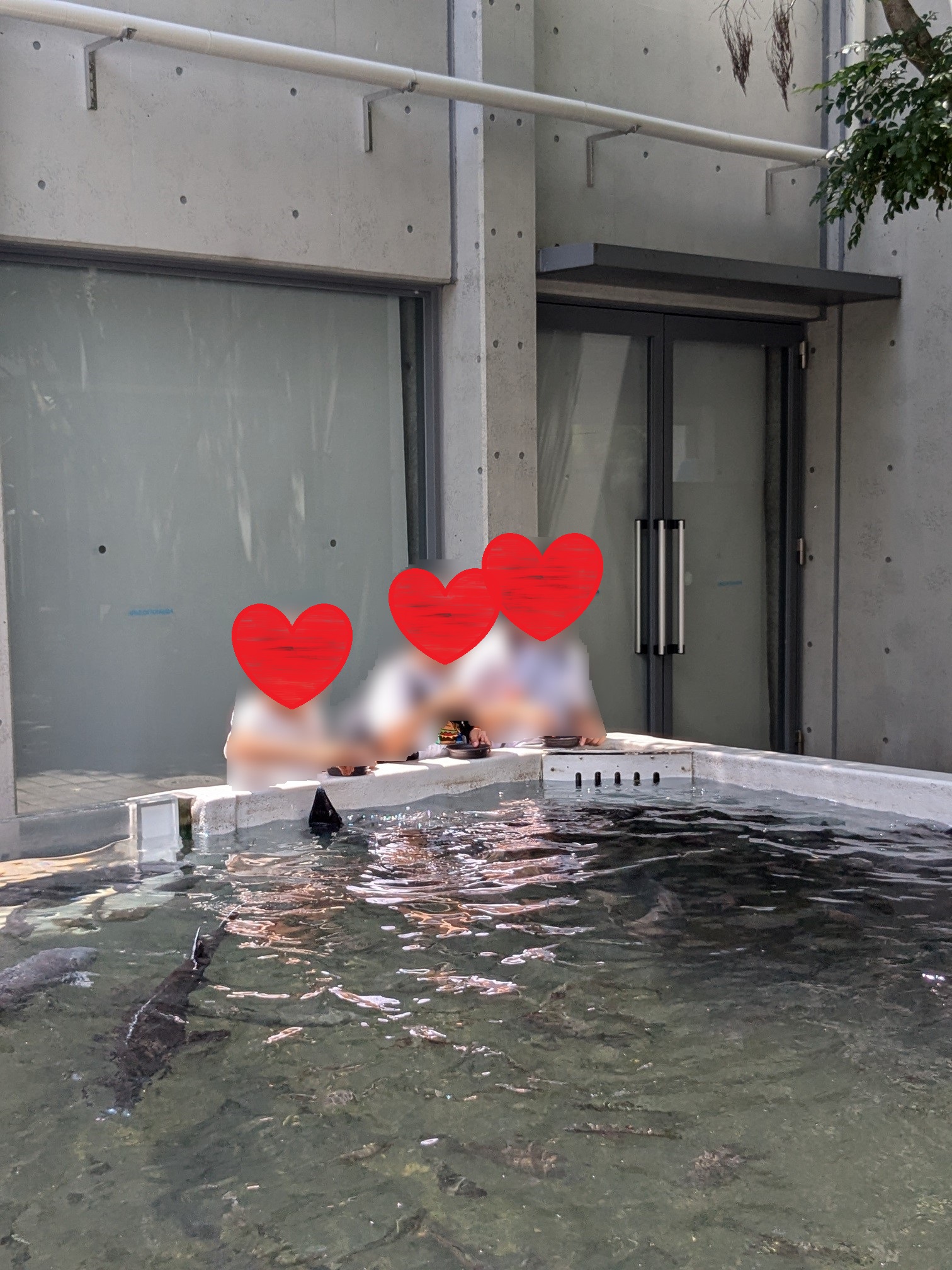 アクアトト岐阜　ふれあいプール　魚の餌やり