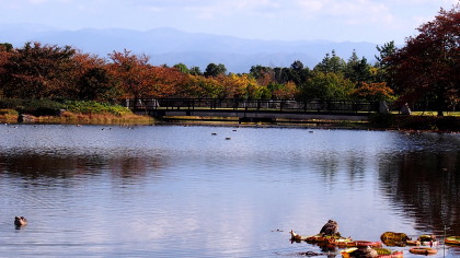 中央植物園池　3　10.25　2015　ｐ