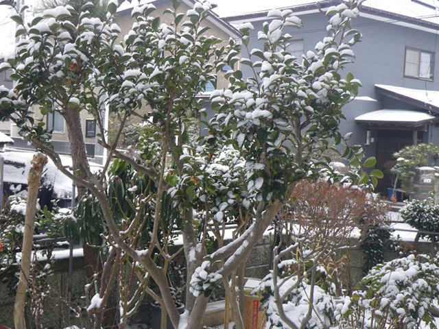 今朝の雪