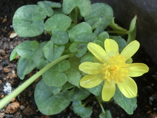 ヒメリュウキンカ