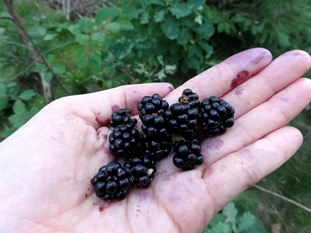 blackberry