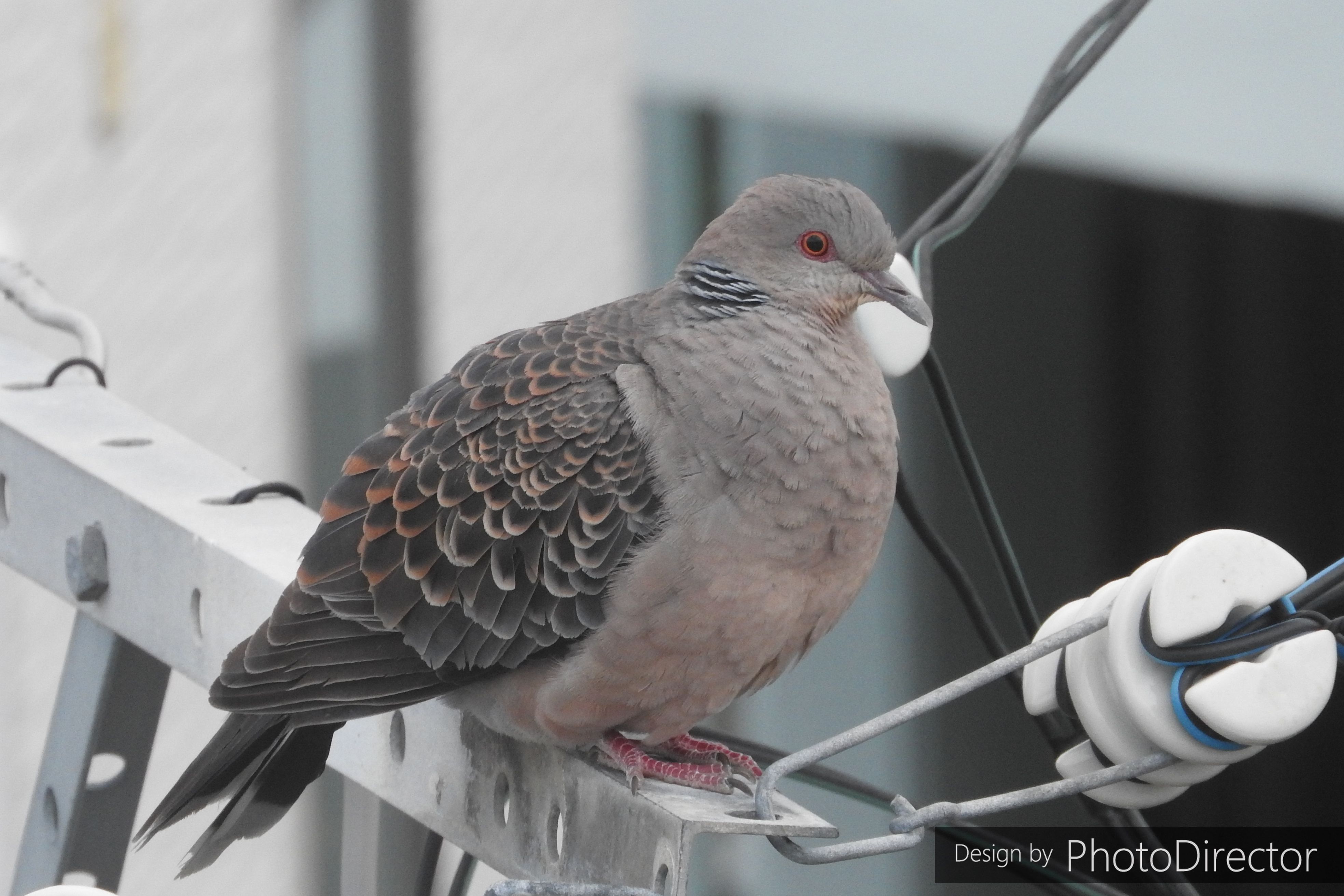 4ページ目の記事一覧 ねこログ 楽天ブログ