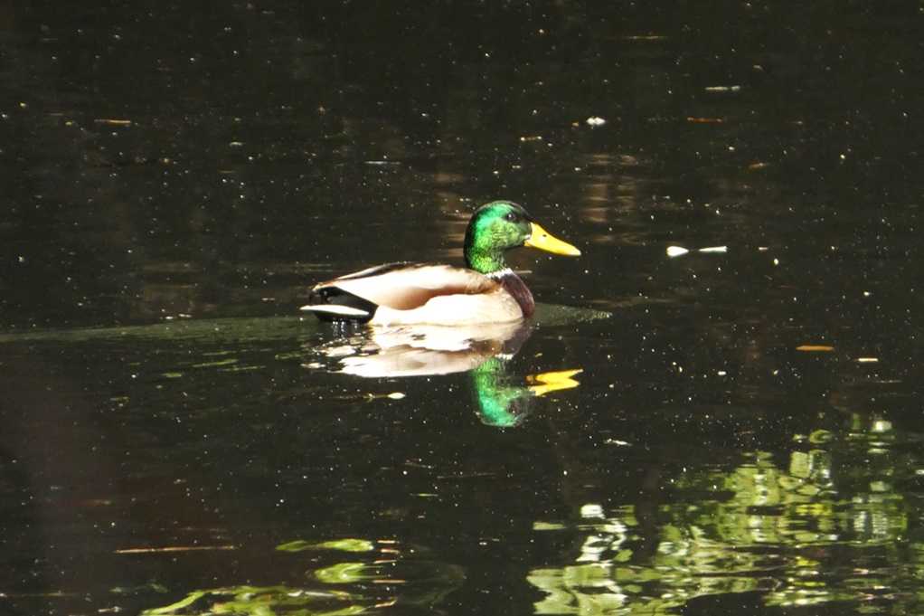 515