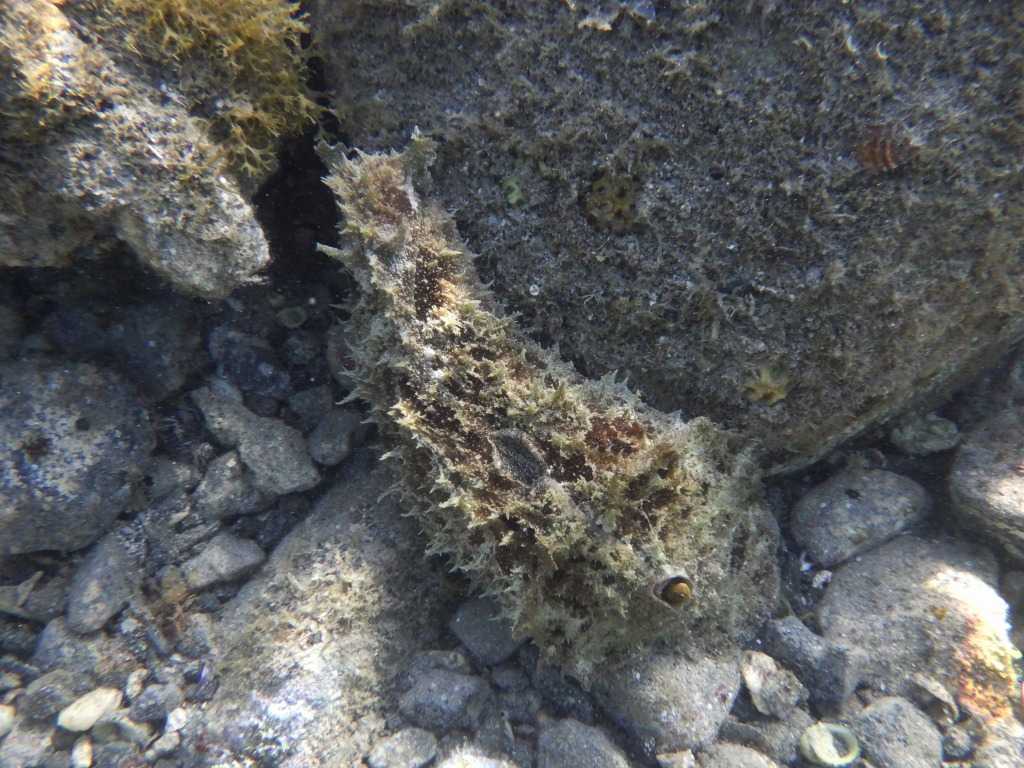 串本磯採集2023年7月下旬35　タツナミガイ（Dolabella auricularia）