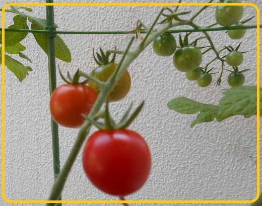 20160618tomato.jpg
