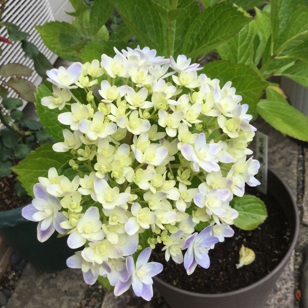 6月です 紫陽花とバラ ばらと猫とフラメンコ 楽天ブログ