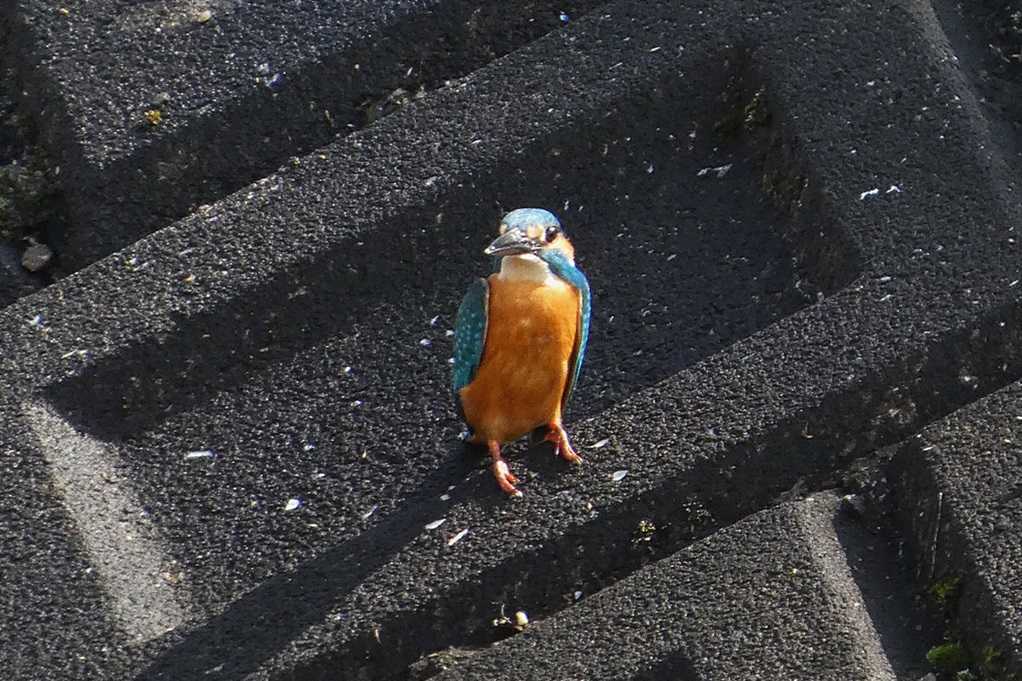 515