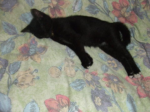 猫２.JPG