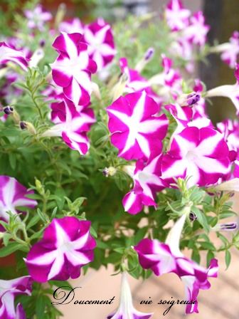 2016.8.31 サフィニア.JPG