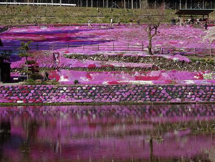 逆さ桜