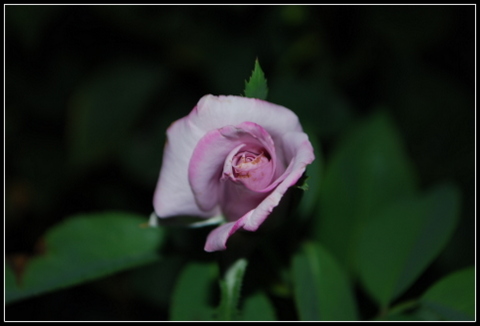 DSC_0006.JPG