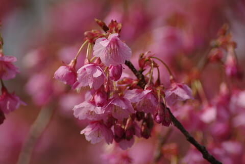 荏原神社の寒緋桜