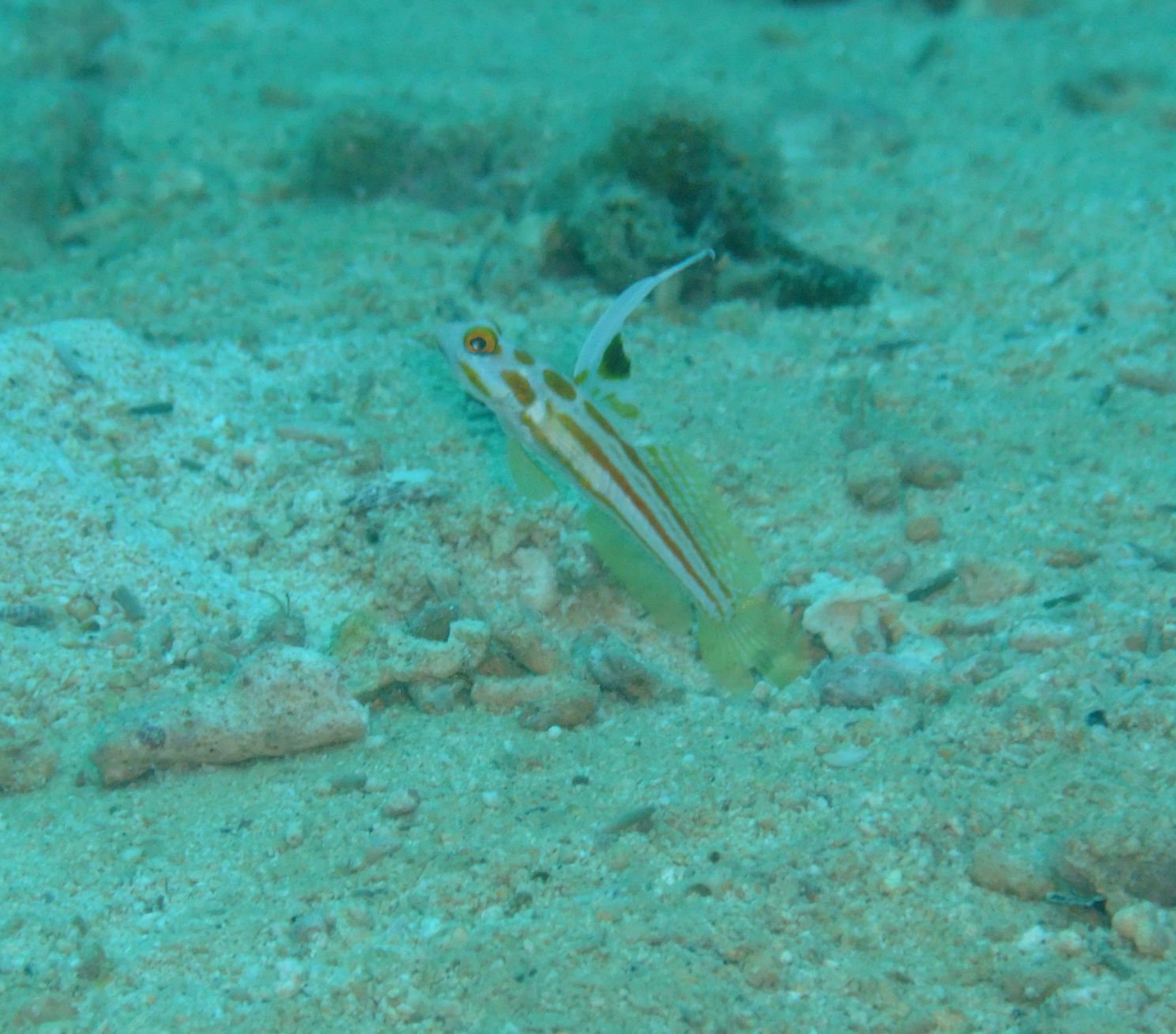 DSCF5371.JPG