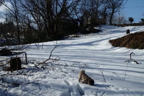 donndenn150118015