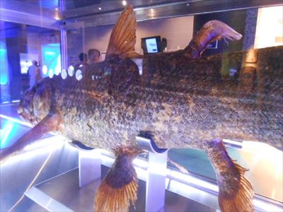 沼津港深海水族館