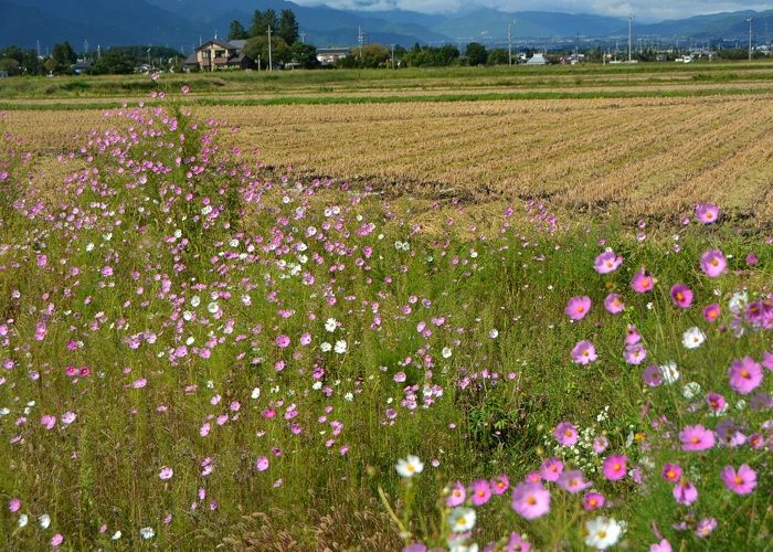 コスモスの咲く安曇野 フォト安次郎 安らぎの風景 楽天ブログ