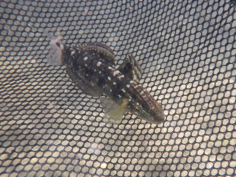 串本磯採集2017年8月中旬33　サラサハゼ（Amblygobius phalaena）