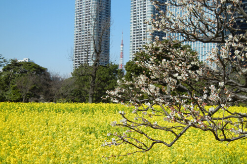 浜離宮恩賜庭園4