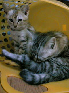 img1d960cc7nyigcw.jpg