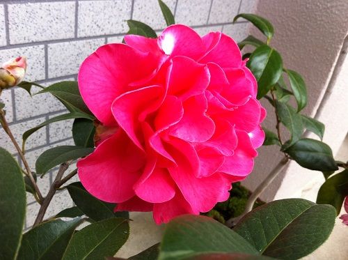 フランクハウザー　洋種椿 楽天市場】【現品発送】椿（ツバキ） フランクハウザー苗木 5.5