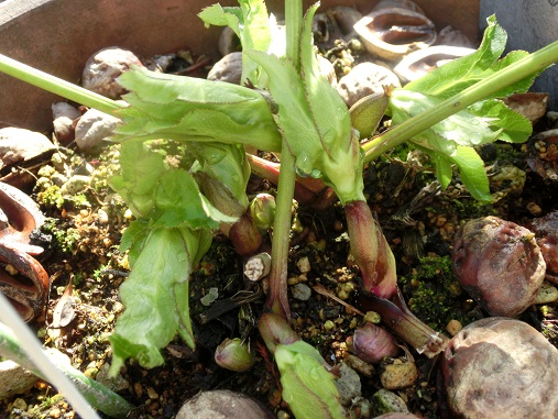 クリローニゲル