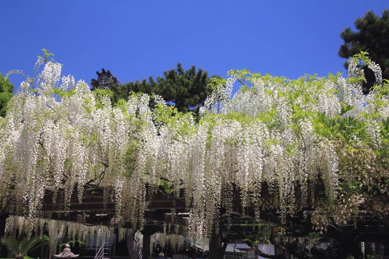 葛井寺の藤_003.jpg