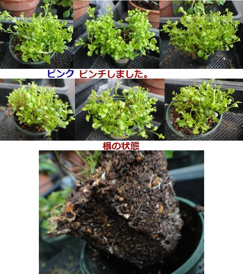 ピンクの挿し芽の越冬苗