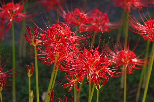 西方寺の彼岸花