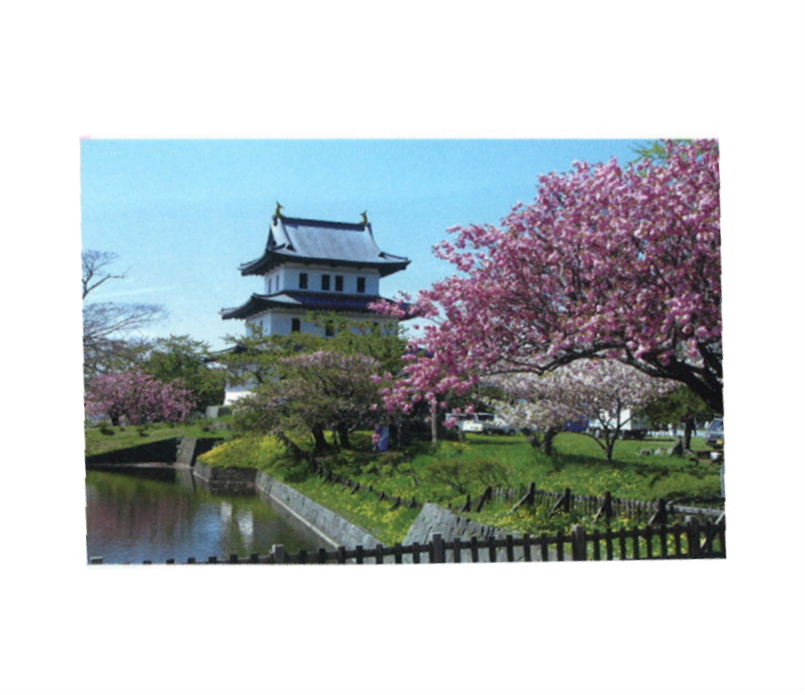 松前公園サクラ.JPG