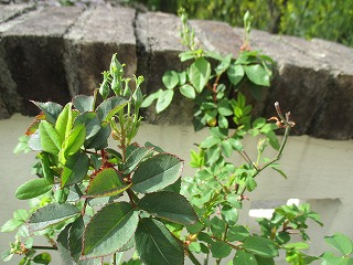 IMG_8828ss.jpg