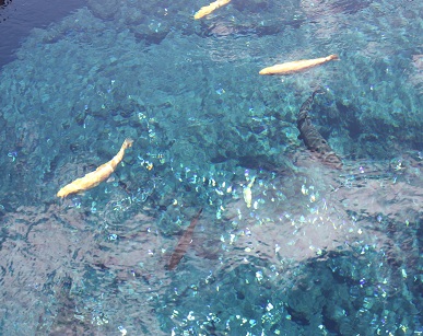 忍野八海3.jpg