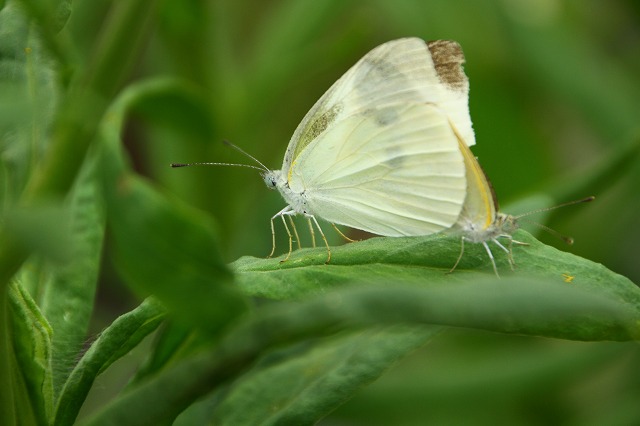 IMG_9347.jpg