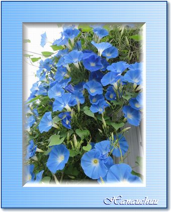 今日のヘブンリーブルーの開花数は何個かな?