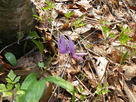 2015-04-15 006-p.jpg