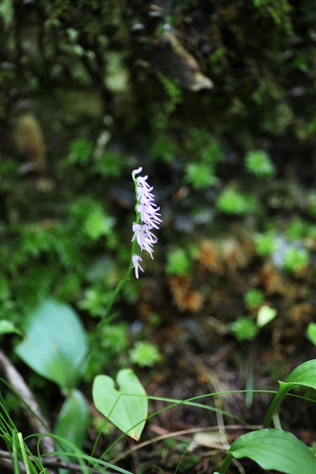 IMG_4211.JPG