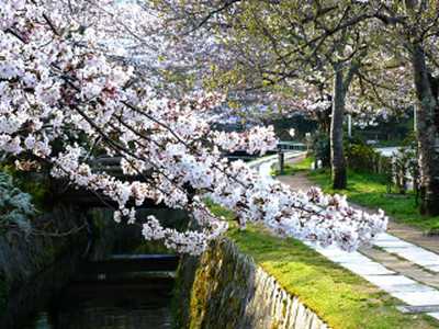 哲学の道の桜