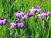 IMG_2636.JPG