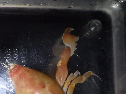 ビワガニ（Lyreidus tridentatus）2　鋏脚の腕節の棘