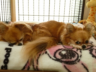 P1030635.jpg