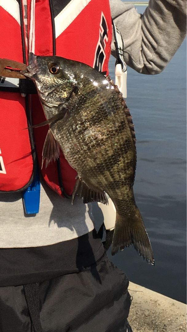 アウトドア Flhtcu Evoのブログ 楽天ブログ